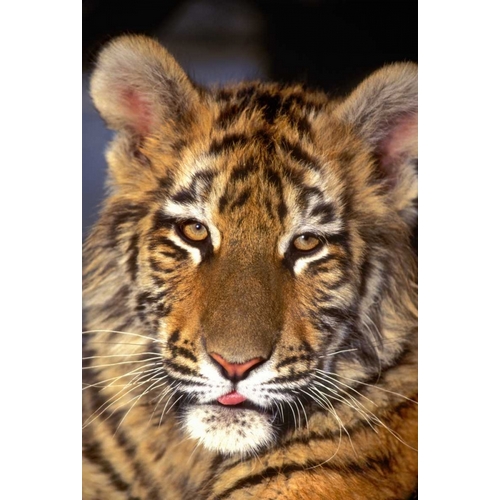 CA, Los Angeles Co, Portrait of Bengal tiger cub